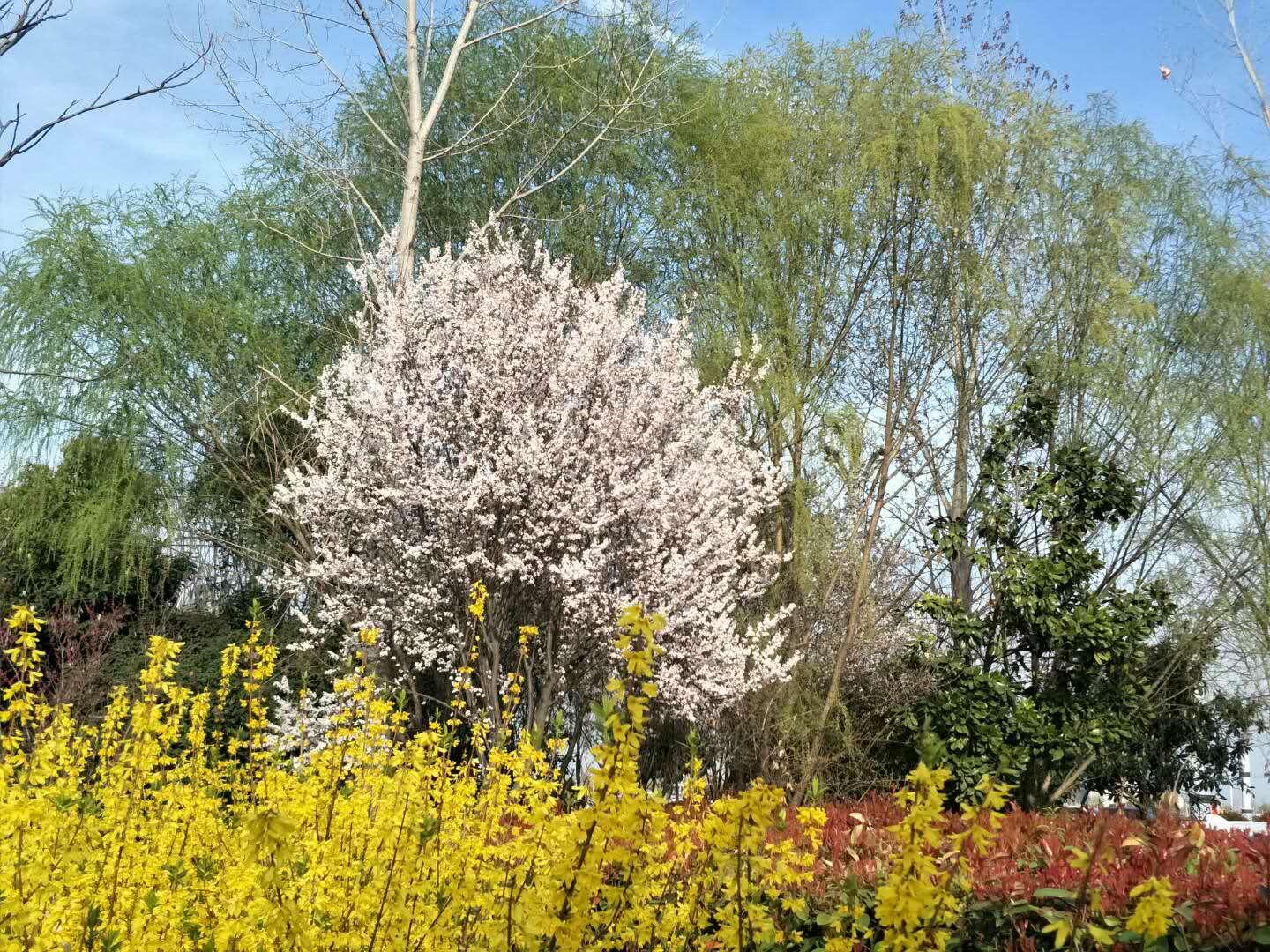 春天里，我們一起來看花