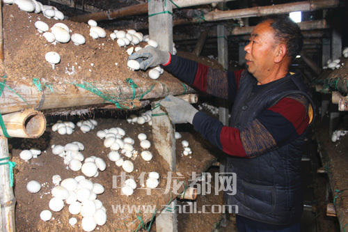 周口項(xiàng)城：食用菌種植基地內(nèi)，工人正在查看雙孢菇長勢(shì)